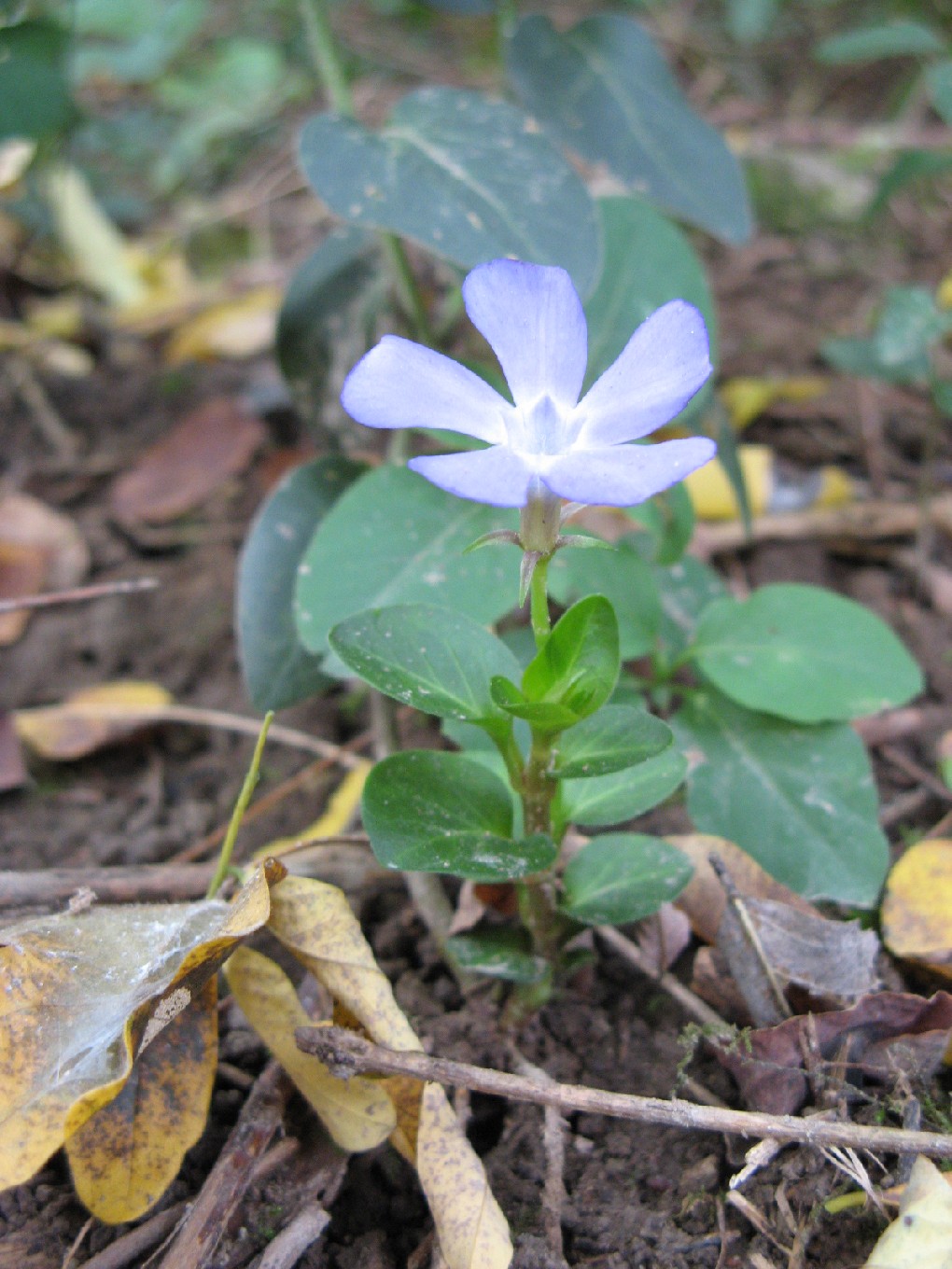 Vinca minor e altre pervinche